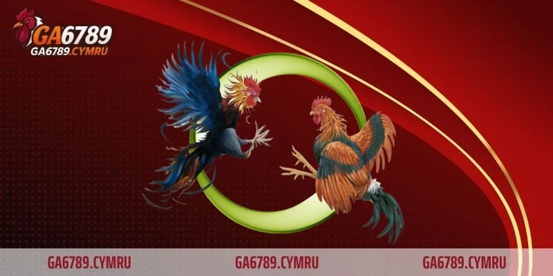Lối gà chọi dọc tại GA6789