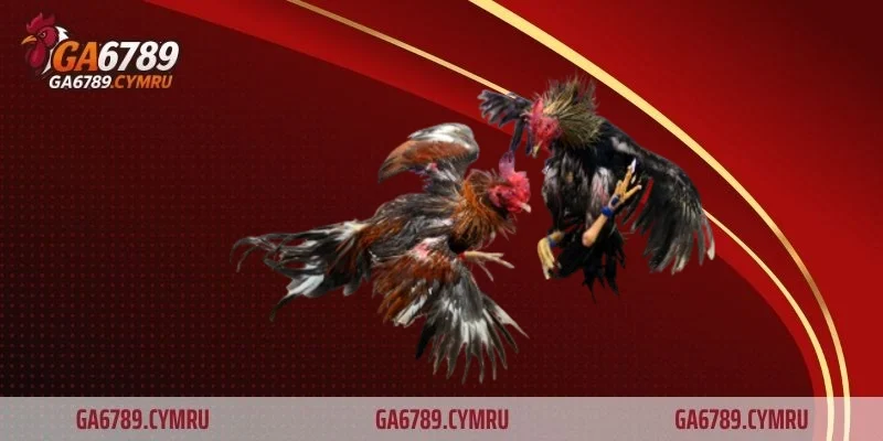 Những chiến kê góp mặt